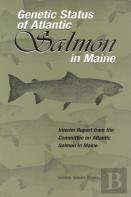 Genetic Status Of Atlantic Salmon In Maine
