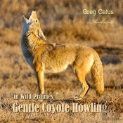 Gentle Coyote Howling In Wild Prairies