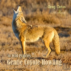 Bertrand.pt - Gentle Coyote Howling In Wild Prairies