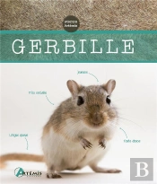Gerbille