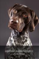 German Shorthaired Pointer