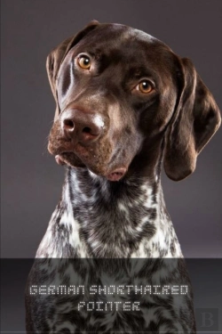 Bertrand.pt - German Shorthaired Pointer