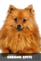 German Spitz