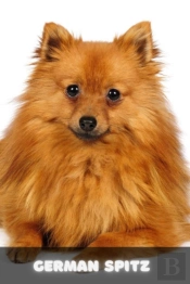 German Spitz