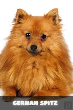Bertrand.pt - German Spitz