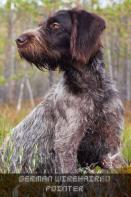 German Wirehaired Pointer