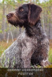 German Wirehaired Pointer
