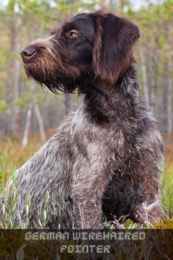 Bertrand.pt - German Wirehaired Pointer
