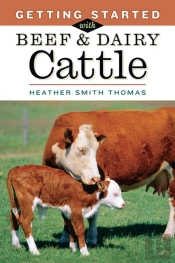 Getting Started With Beef & Dairy Cattle