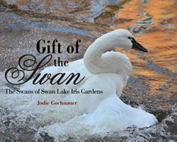Bertrand.pt - Gift Of The Swan