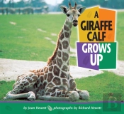 Giraffe Calf Grows Up
