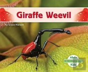 Giraffe Weevil