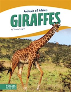 Bertrand.pt - Giraffes