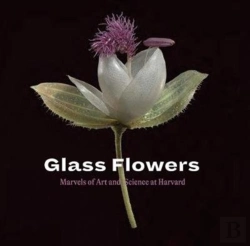 Bertrand.pt - Glass Flowers