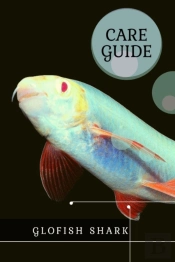 Glofish Shark
