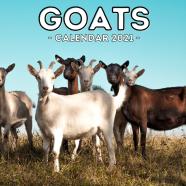 Goats Calendar 2021