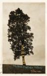God Is A Tree