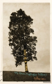 God Is A Tree