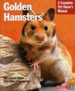 Bertrand.pt - Golden Hamsters Pom
