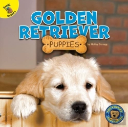 Bertrand.pt - Golden Retriever Puppies