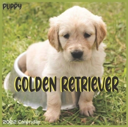 Bertrand.pt - Golden Retriever Puppy Calendar 2022