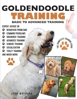 Bertrand.pt - Goldendoodle