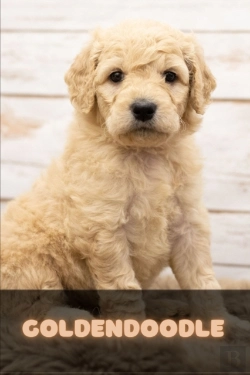 Bertrand.pt - Goldendoodle