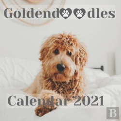 Bertrand.pt - Goldendoodles Calendar 2021