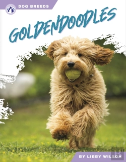 Bertrand.pt - Goldendoodles
