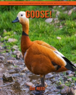 Bertrand.pt - Goose! An Educational Children'S Book About Goose With Fun Facts