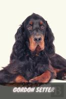 Gordon Setter