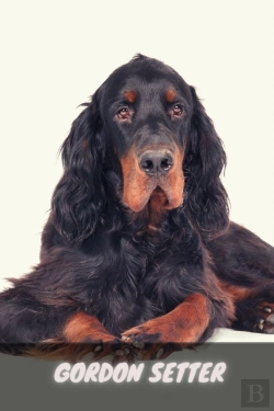 Bertrand.pt - Gordon Setter