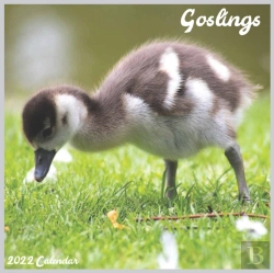 Bertrand.pt - Goslings 2022 Calendar