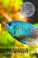 Gourami Tank Mates