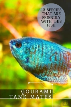 Bertrand.pt - Gourami Tank Mates