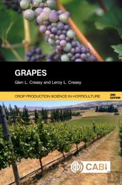Bertrand.pt - Grapes