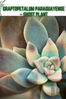 Graptopetalum Paraguayense - Ghost Plant