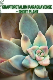 Graptopetalum Paraguayense - Ghost Plant