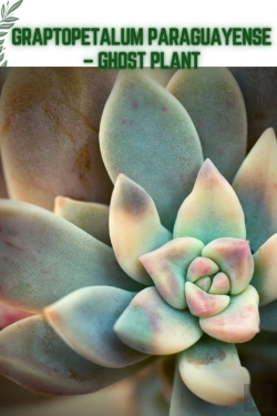 Bertrand.pt - Graptopetalum Paraguayense - Ghost Plant