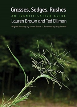 Bertrand.pt - Grasses, Sedges, Rushes