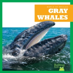 Bertrand.pt - Gray Whales