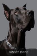 Great Dane