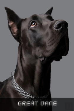 Bertrand.pt - Great Dane