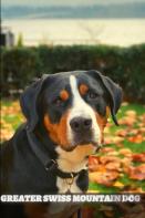 Greater Swiss Mountain Dog