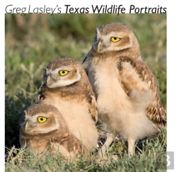 Bertrand.pt - Greg Lasley'S Texas Wildlife Portraits