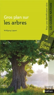 Gros Plan Sur Les Arbres
