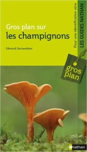Gros Plan Sur Les Champignons