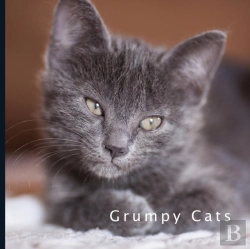 Bertrand.pt - Grumpy Cats