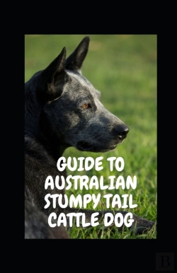 Bertrand.pt - Guide To Australian Stumpy Tail Cattle Dog