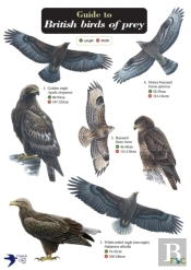 Guide To British Birds Of Prey